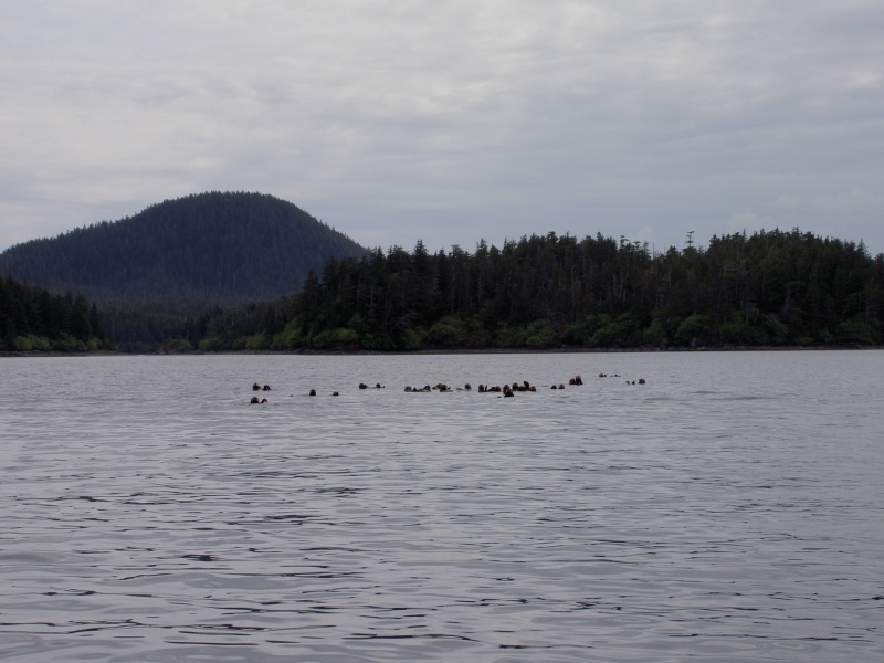 sea otters ogden passage chichagof island