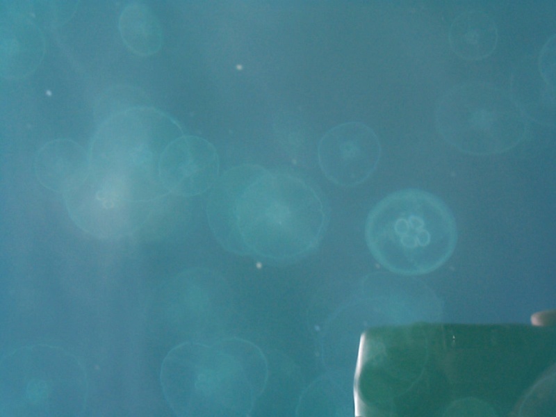 (seabran) There were thousands of Moon Jellies just below the surface.