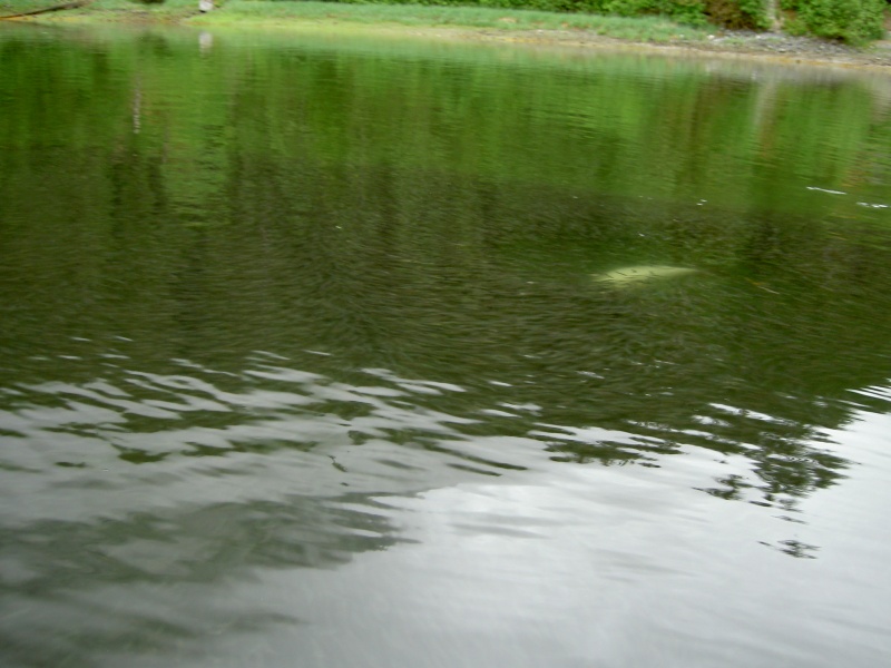 seal feasting on fingerlings fords terror inlet