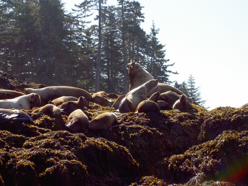sealion rookery by brothers islands, fredrick sound