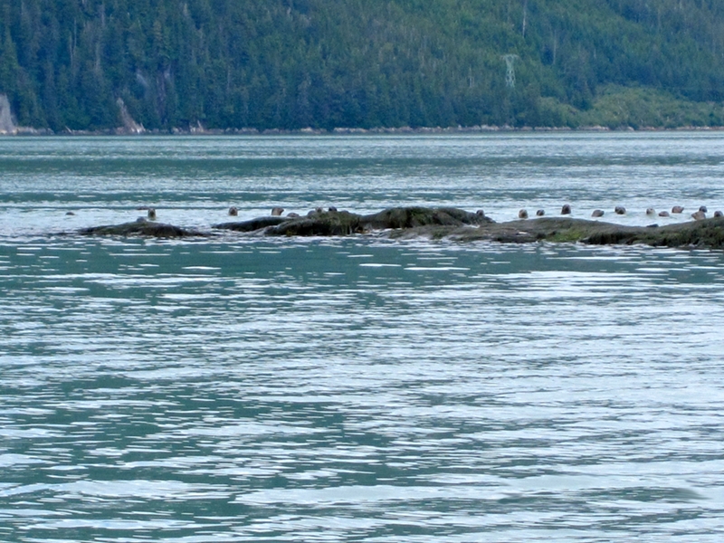Seals at stone outcrop behind Fannie Island