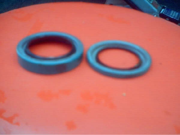 Seals close up.jpg