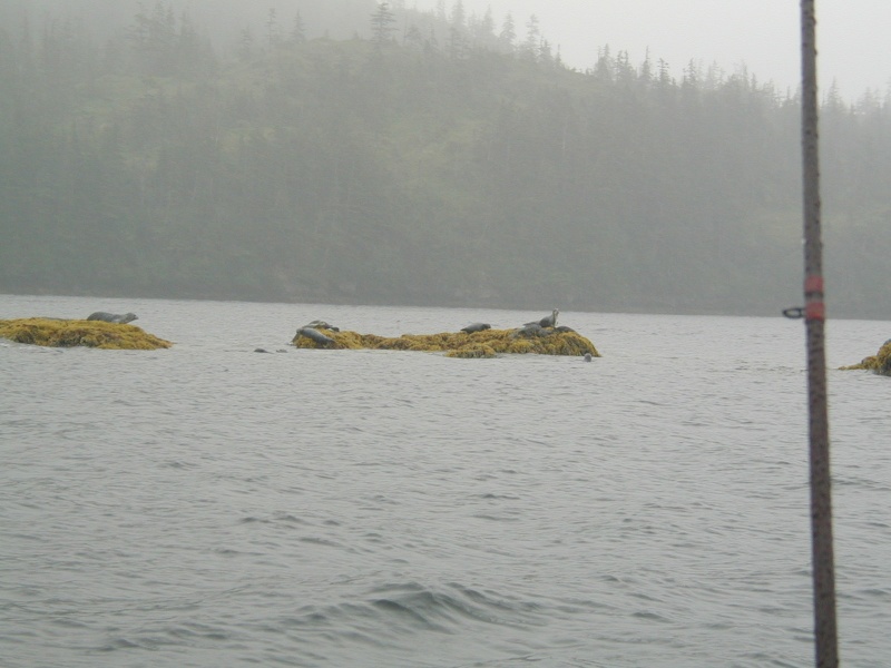 Seals North Culross Passage