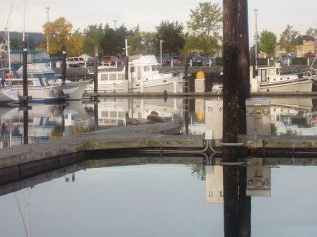 Seals on dock, Cap Santee