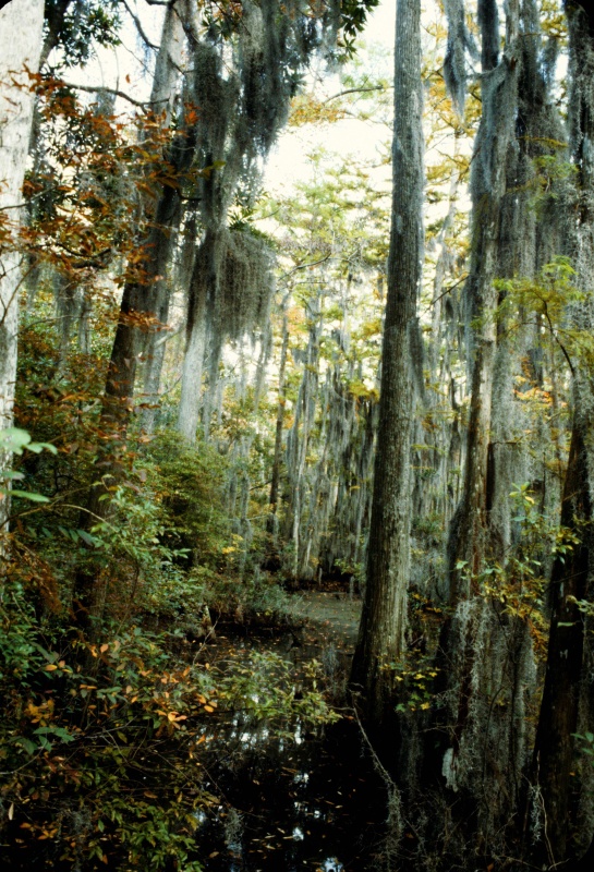 Seashore State Park trail walk3