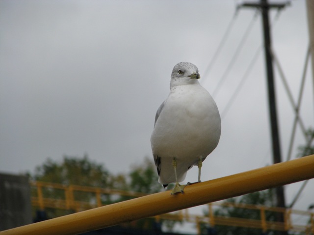 Self proclaimed lockmaster