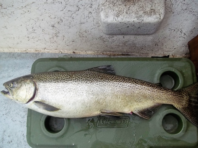 Sept.3/2015
Finally caught a King.( 11#). not very silver but the meat is good for smoking. Where are all the fish this year!!!