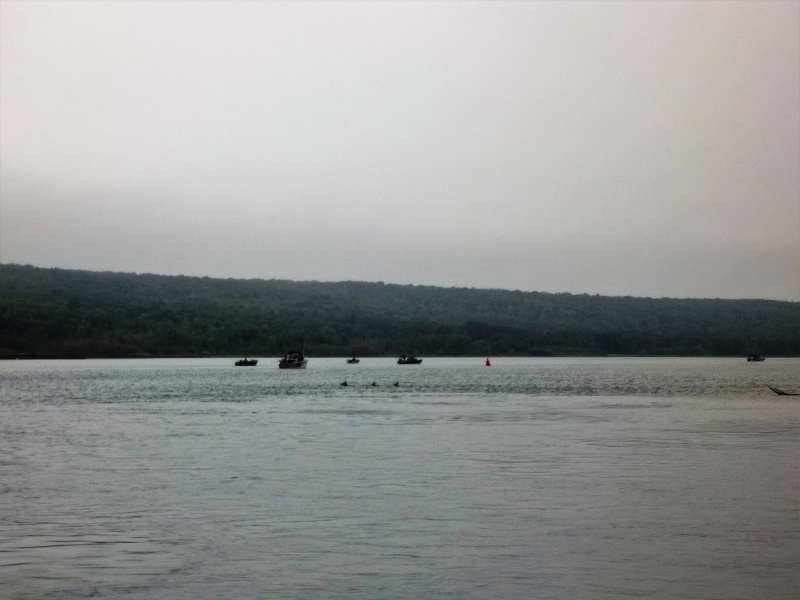 Sept. 6/2014
Spotted a doe and two fawns swimming to Sugar Island this morning. Three dots in the center for-ground.