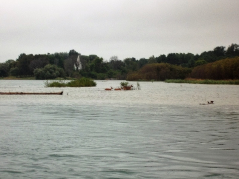 Sept.6/2015
The deer turned back because of the fishing boats. Yesterday I saw a huge Surgeon leap straight up right out  of the water. Great stuff.