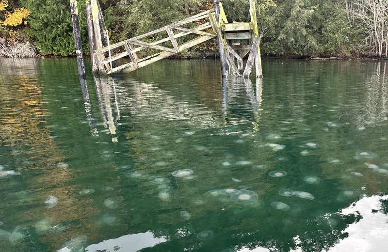 Sequim Bay South and West