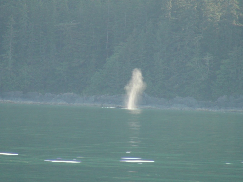 Seymore Inlet, Almiralty Island whale blow catching the light