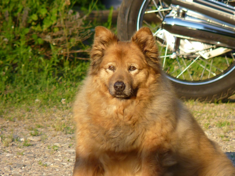 She was gentle sweet and so loving and loyal