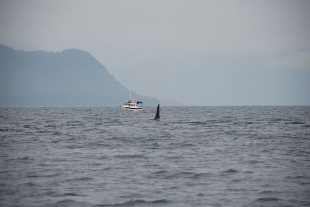 Shiroz and Orca Port Fidalgo