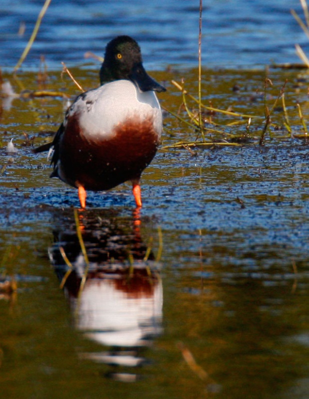 Shoveler Feeding