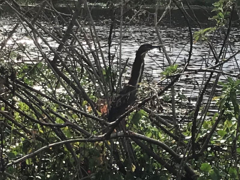 Small Green Heron
