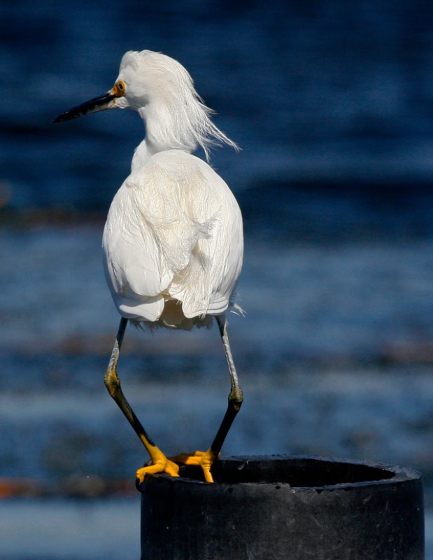 Snowy Egret Plie