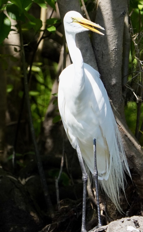 Snowy Egret