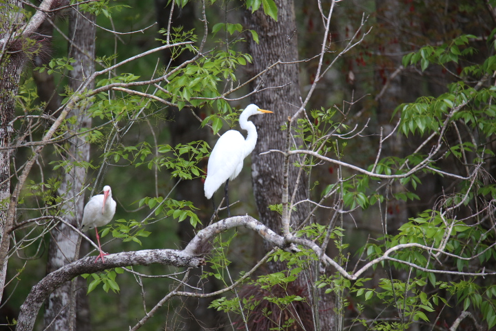 Snowy Egret
