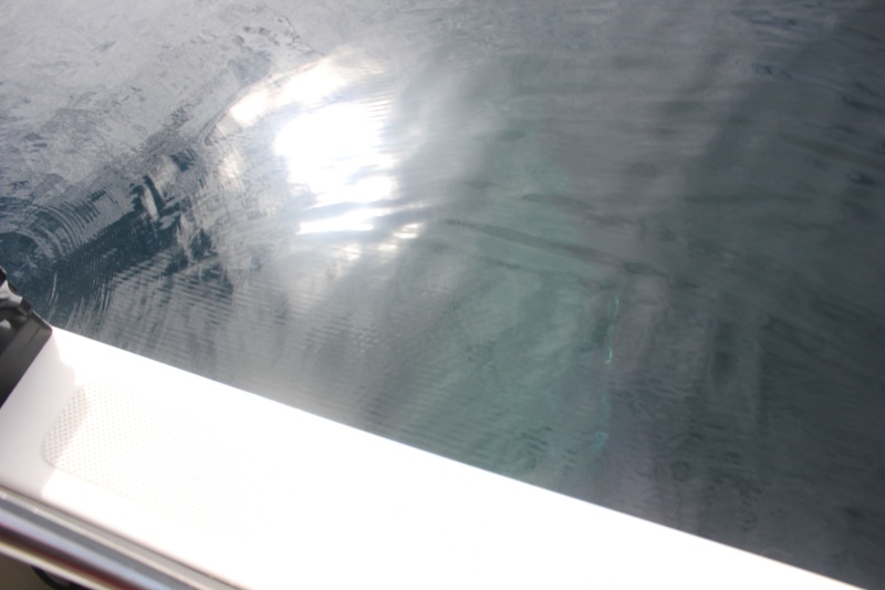 So nice of him to swim under the boat for the girls to get a closer look