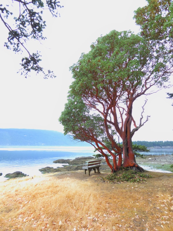Some amazing colors on the trees in the San Juans, this one on South tip of Clark Island.