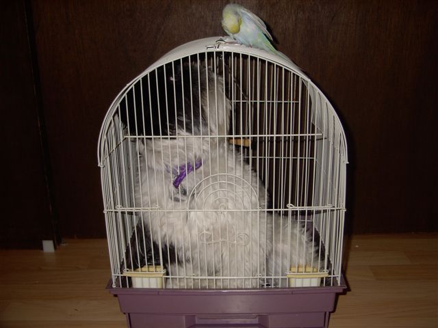Sophie bird