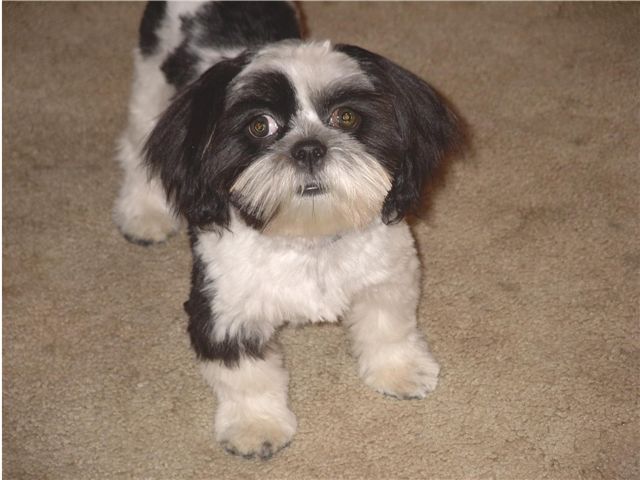 Sophie Haircut 9-7-06 small