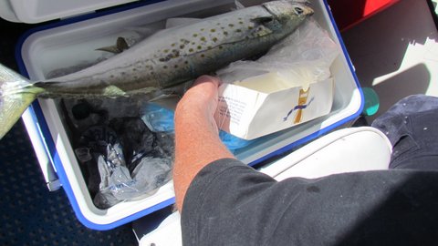 Spanish Mackerel stopped by to cool off