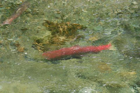 Spawning Sockeye Salmon near the Mendenhall Glacier