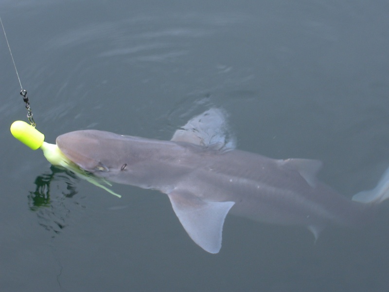 Spiney Dogfish