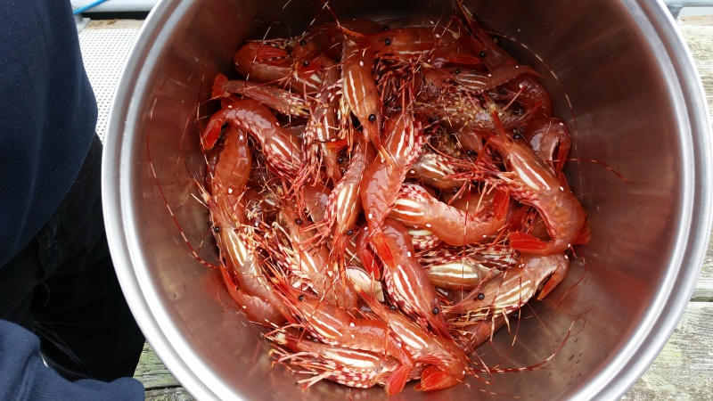 Spot Shrimp