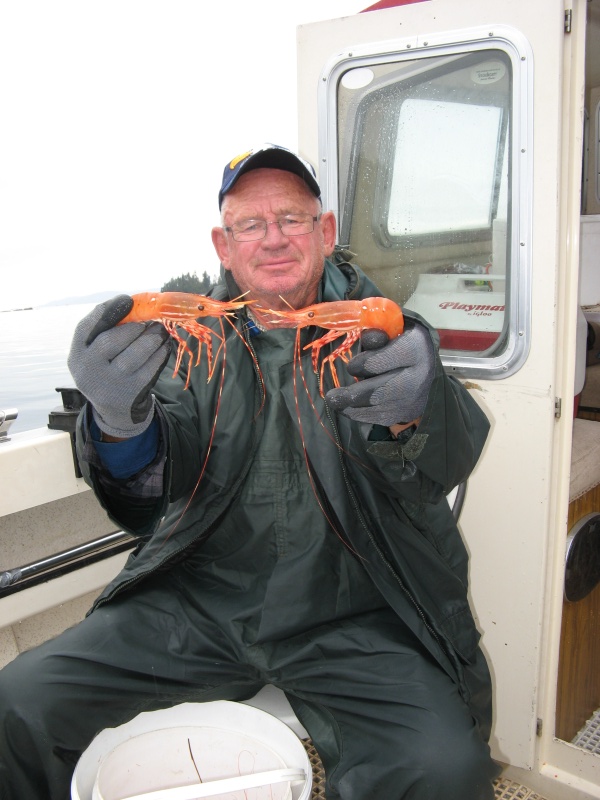 Spotted prawns for supper Sept 2016