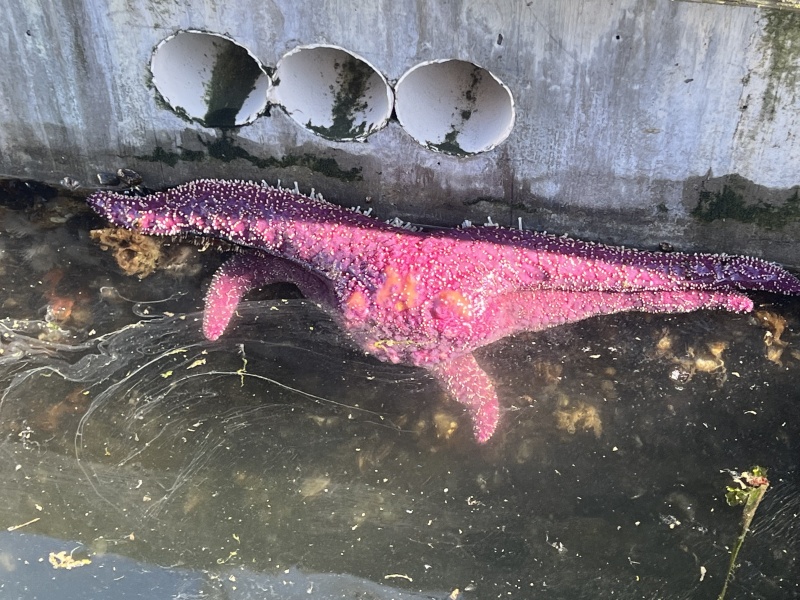 Star Fish on a Cap Sante dock