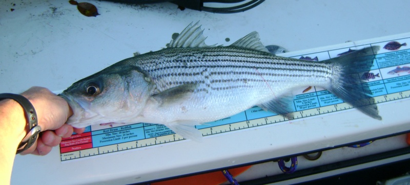 Striper2 - 18" and some change, threw him back even though legal.