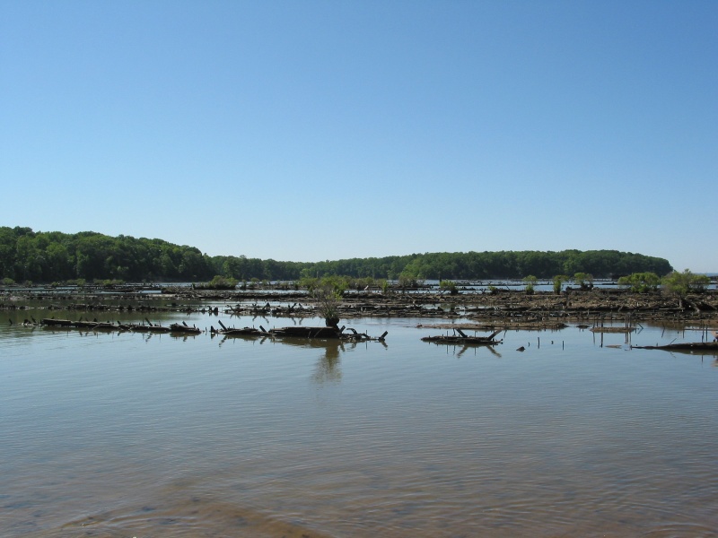 Sunken Fleet of Mallow's Bay
Skeletal remains of approx 70 WWI era steamships.
Ordered by the navy, completed after the war, never used, towed here, and burnt.