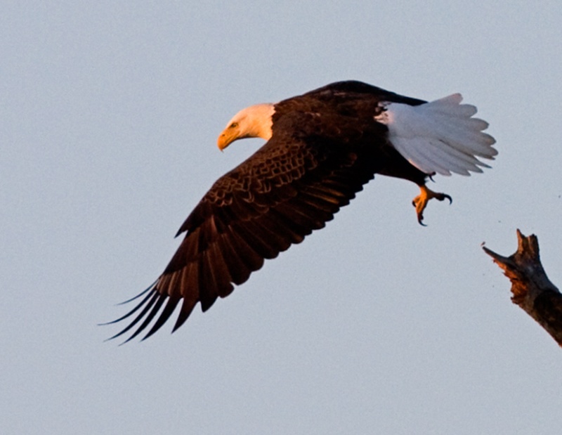 Sunset-Takeoff: Bald Eagle making a last run near Shoal Creek before sundown.