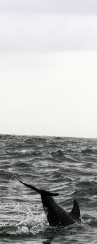 Sure, it's easy to get this shot, but how many ppl have the shot of the hole in the water just AFTER the dolphin disappears?