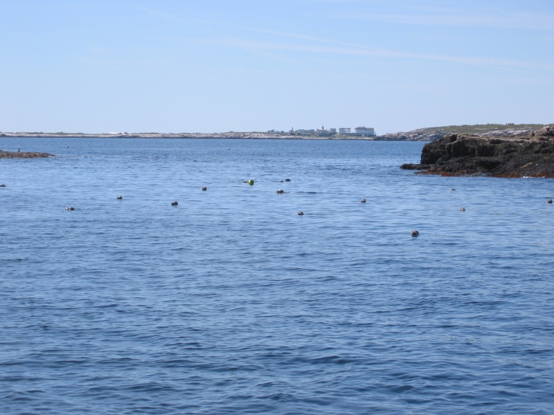 Surrounded by Seals!