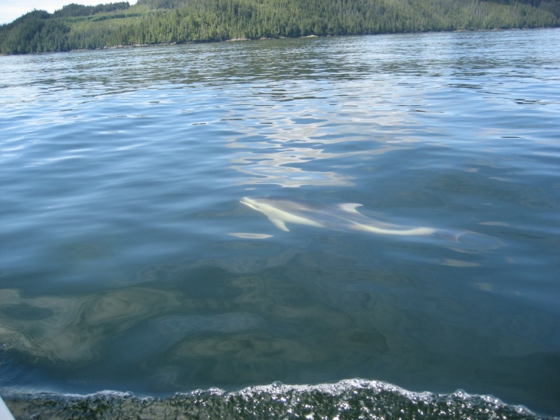 Sutlej Channel  White Sided Dolphin