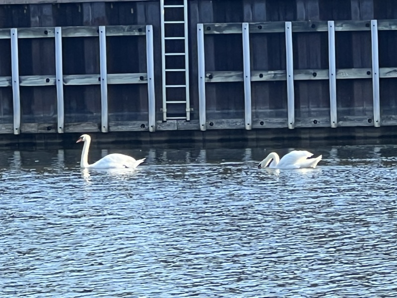 Swans