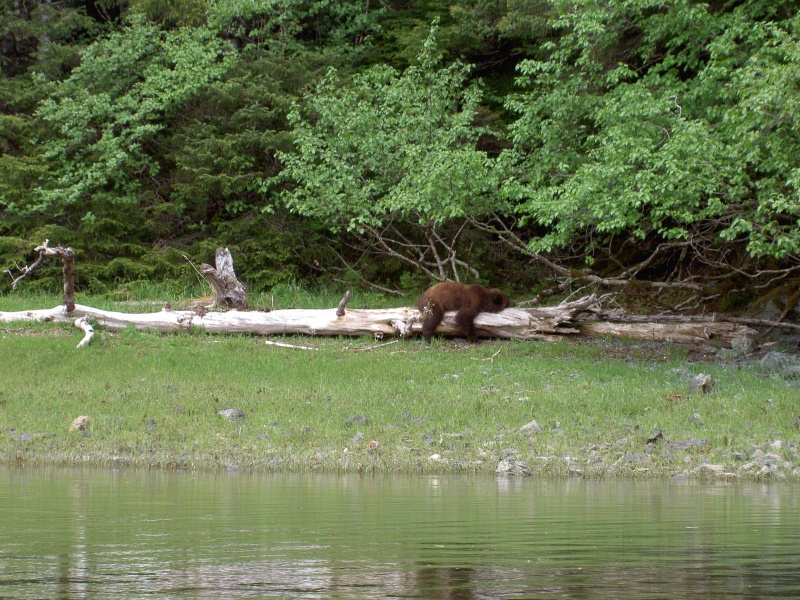 taking a nap on log