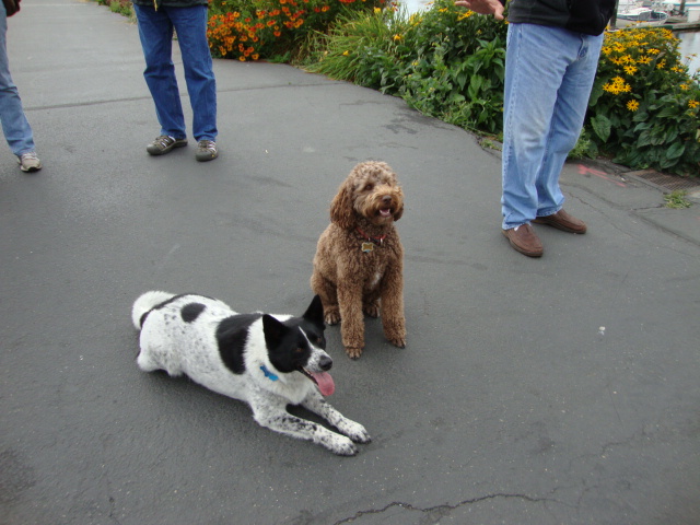 Teddi & Shadow 
We'll be good, we promise!