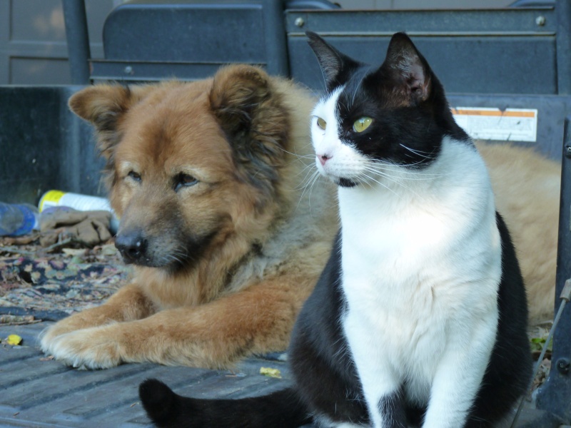 Teddy was everything you could ask for in a companion