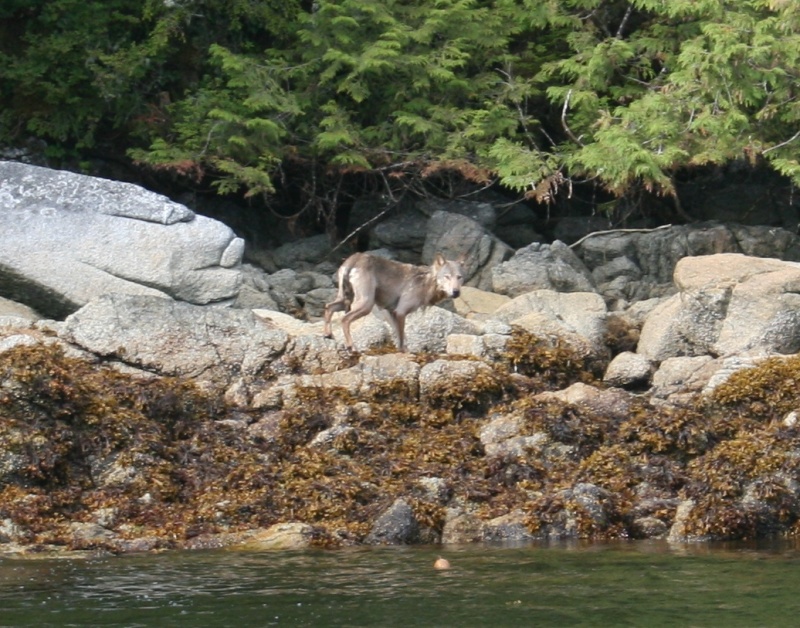 The adult had now made it to shore. Notice how well it blends in with the back ground.