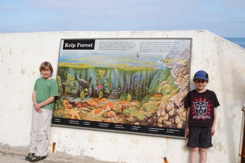 The Anacapa Reserve has some of the best kelp forest diving in the world.