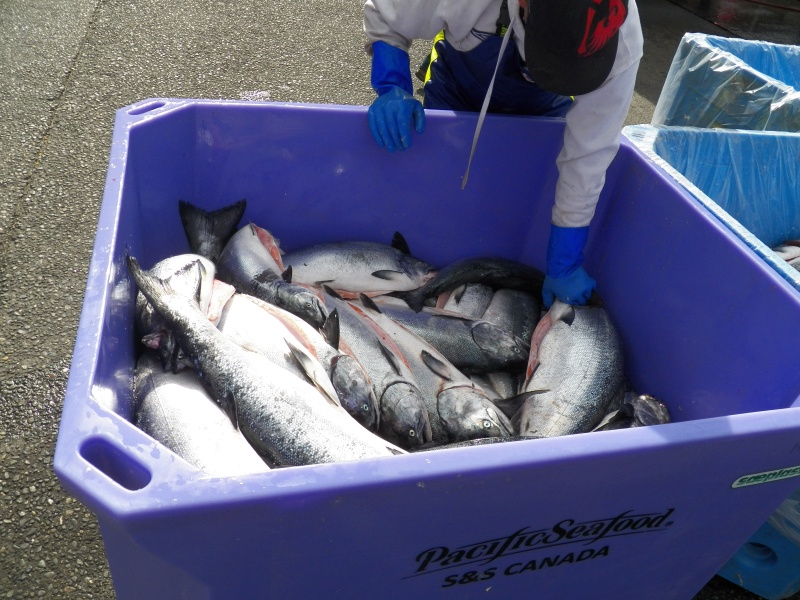 The commercial fishermen were doing better than the recreational fishermen.