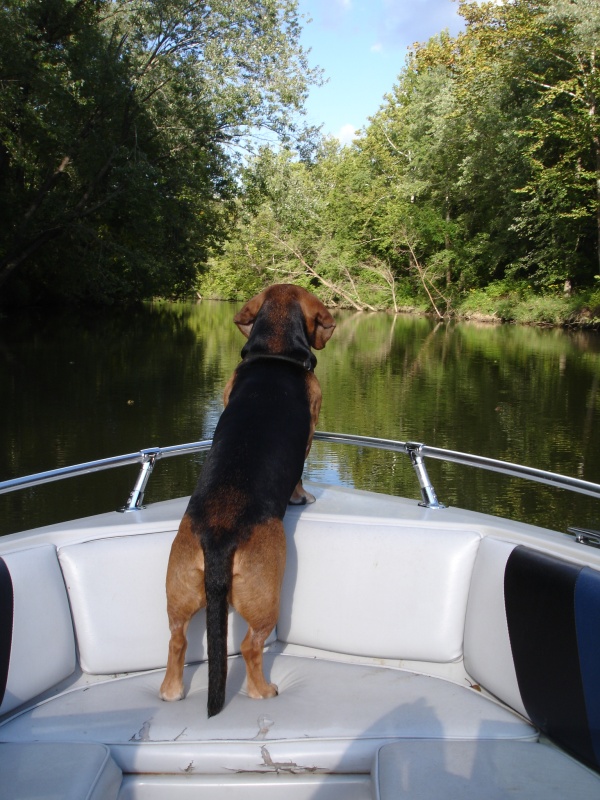 The Dog Boat.  Claws and Mahogany don't mix.