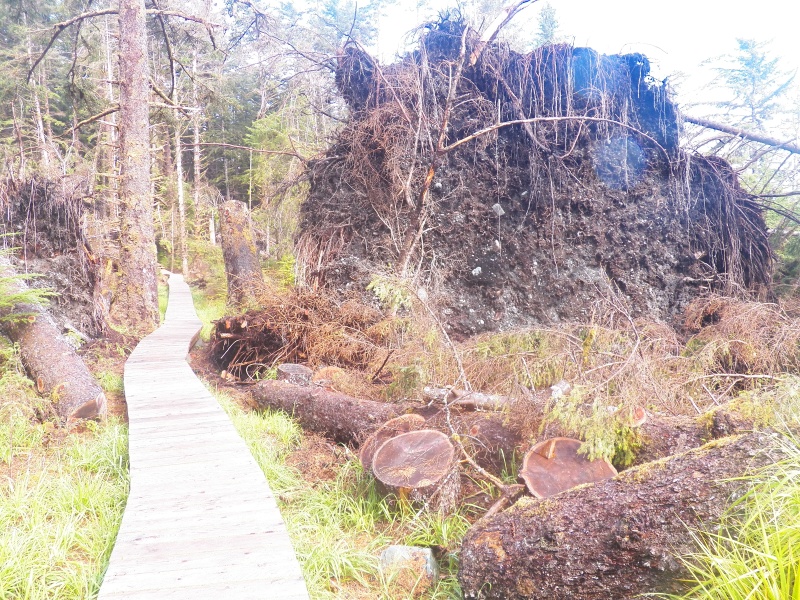 The effects of the December, 2018 wind storm were everywhere.