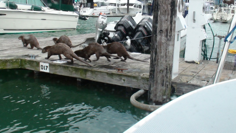 The mob at the Skagway, Alaska docks