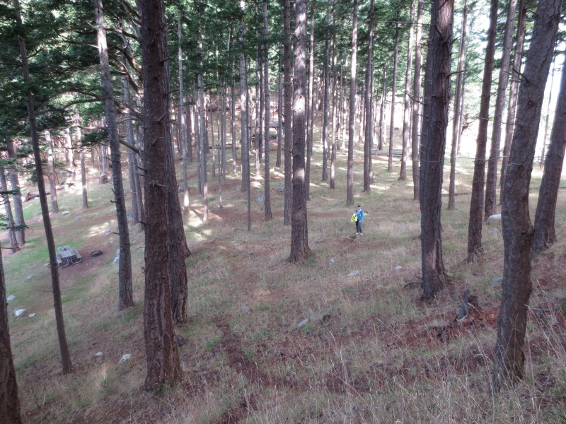 The mystical woods on James Island 10-5-14