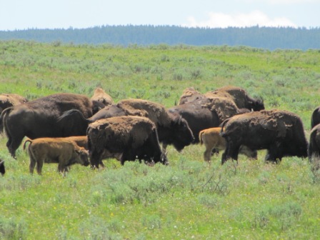 The quintessential symbol of Yellowstone Park
